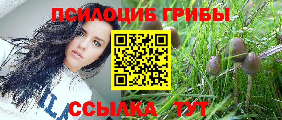 Псилоцибиновые грибы Psilocybe  где можно купить   Каменка  Вход с VPN 